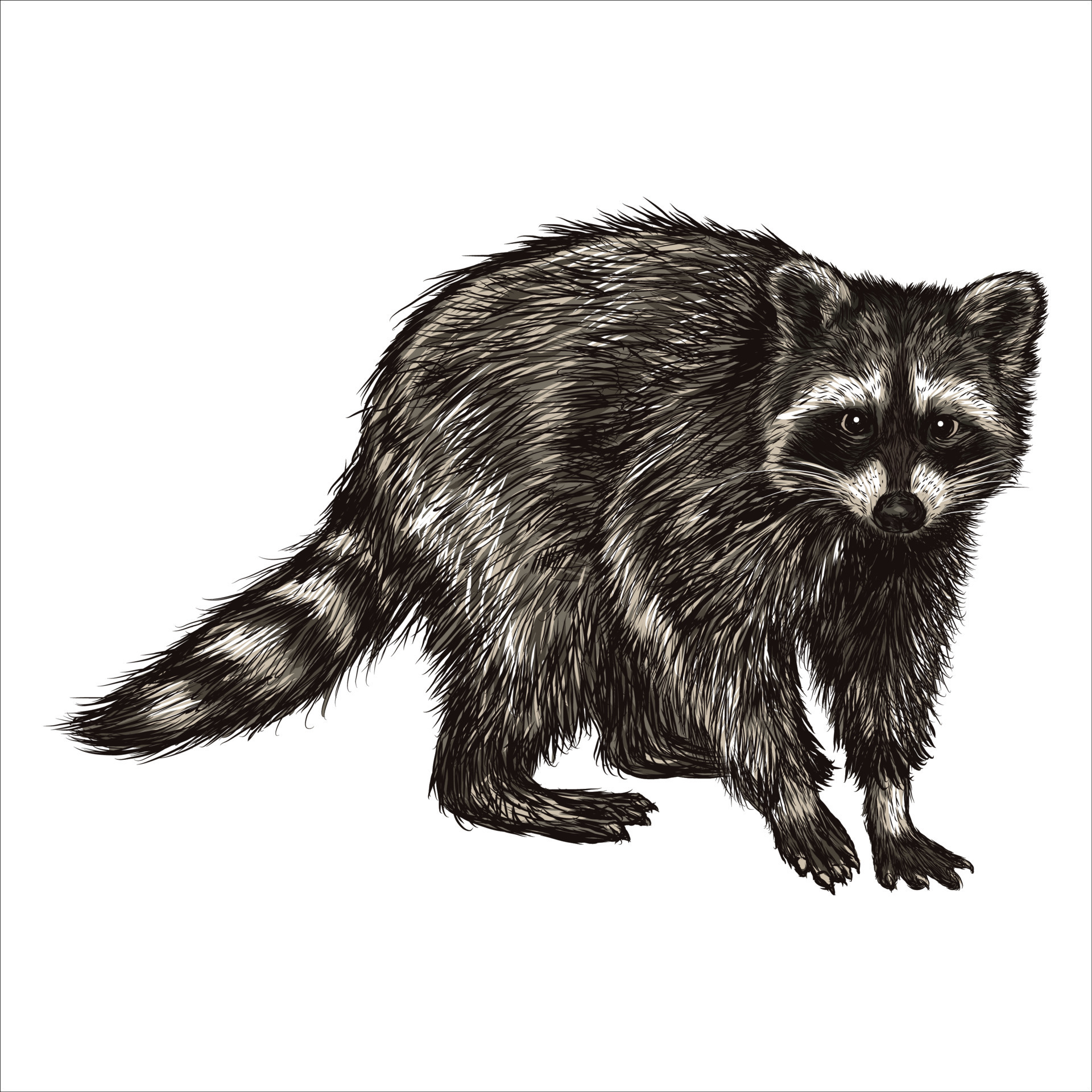 mapache-dibujado-a-mano-vintage-animal-retro-realista-aislado
