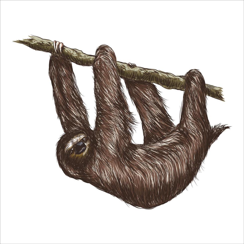 Black and white engrave isolated sloth vector illustration