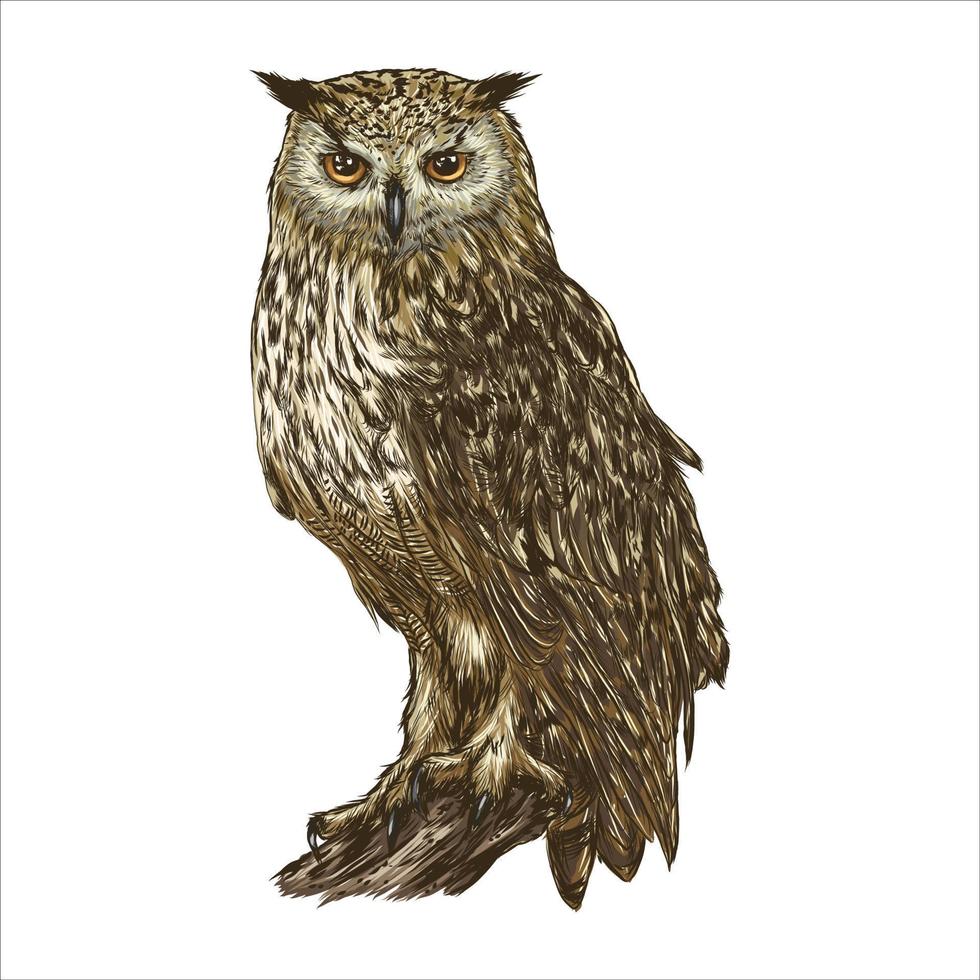 Great Horned Owl. Realistic bird isolated on white background. Vector illustration.Sketch hand drawing Vintage.