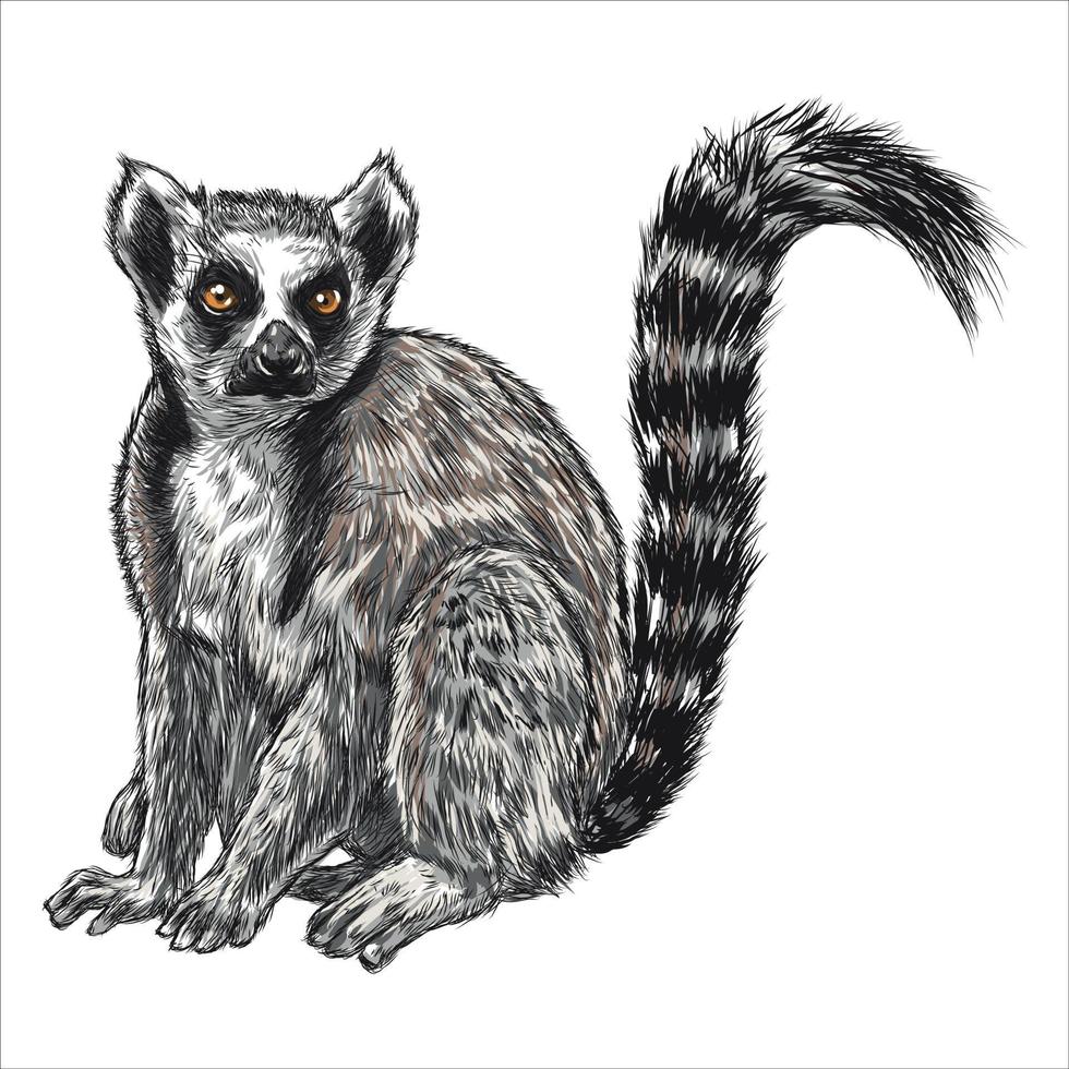 Hand-painted colorful lemurs on a white background. vector