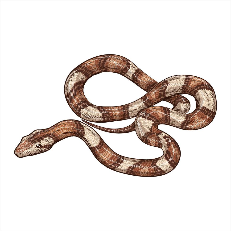 serpiente retorcida dibujada a mano aislada en fondo blanco. ilustración grabada de época. vector