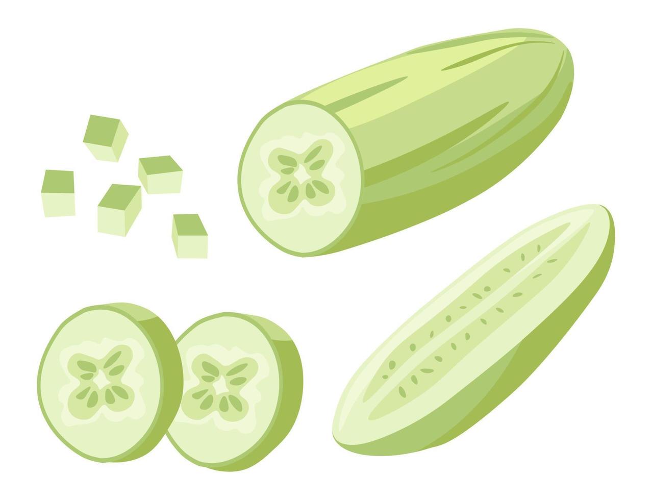Fresh zucchini chopped and sliced squash plant vector