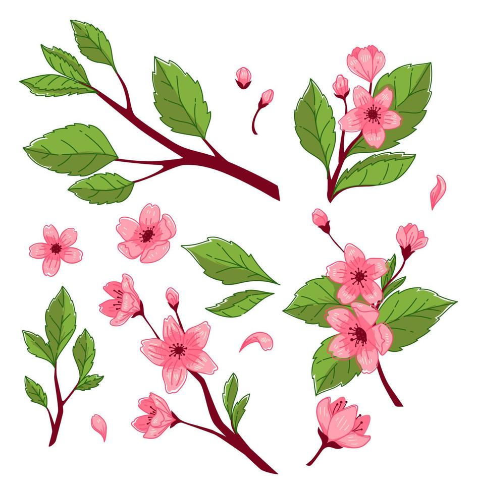 Cherry tree blossom, branches with foliage bloom vector