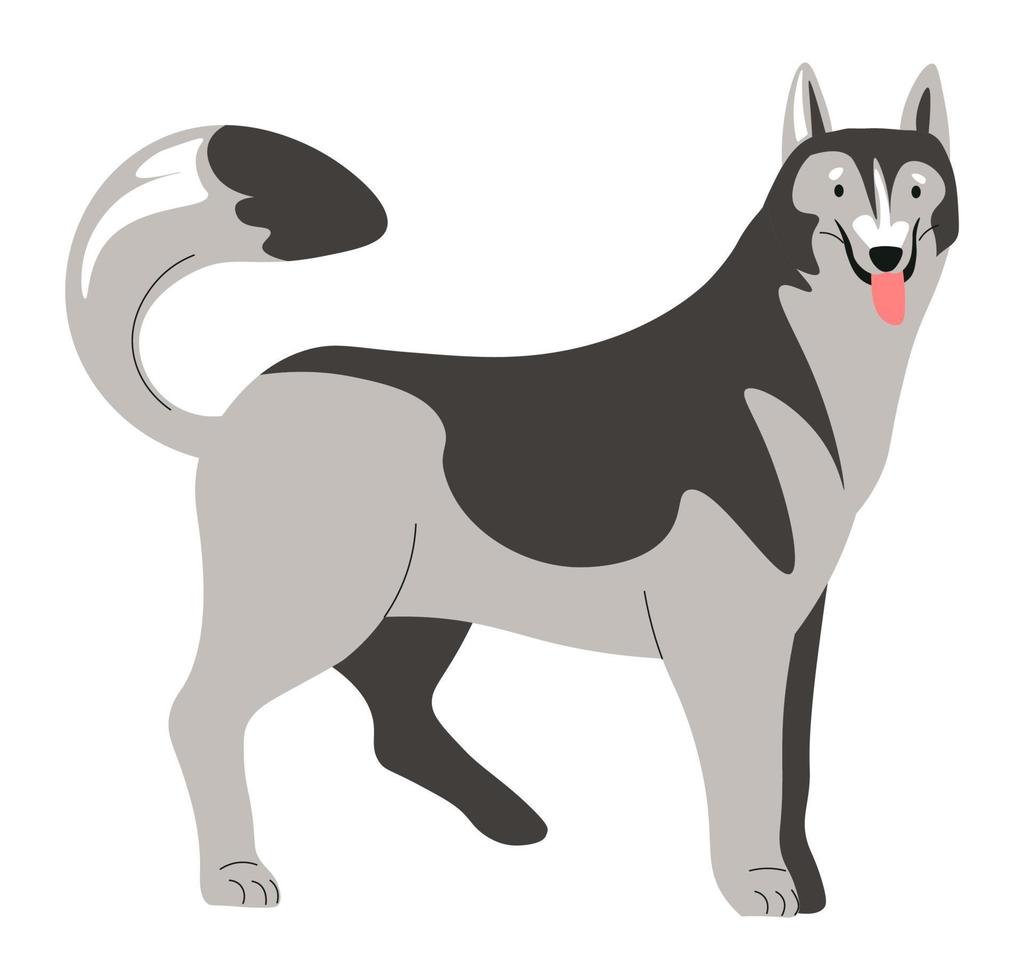 retrato de animal canino husky, cachorro o perro adulto vector