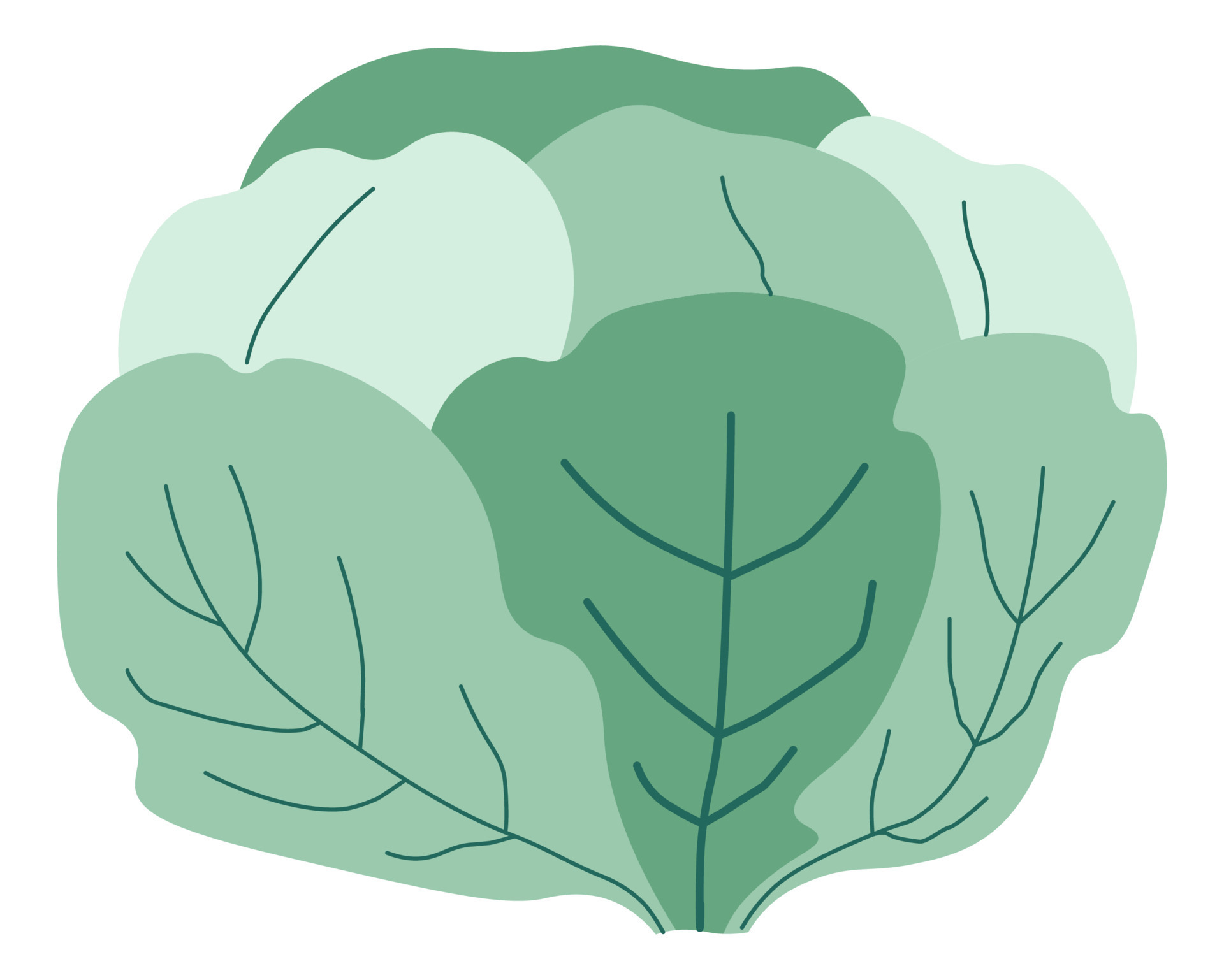 Cabbage leaves, healthy dieting and nutrition 17739713 Vector Art at Vecteezy