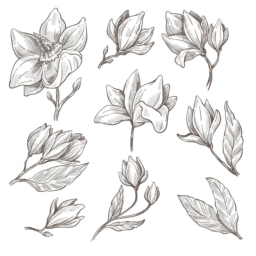 Magnolia flower in bloom monochrome sketch outline vector