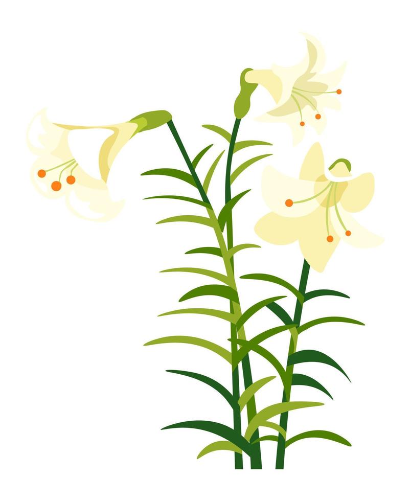 Lily flower with petals and foliage, spring blossom vector