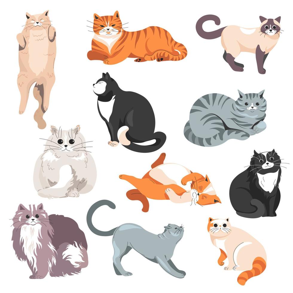 Cats breeds, furry feline animals kittens vector