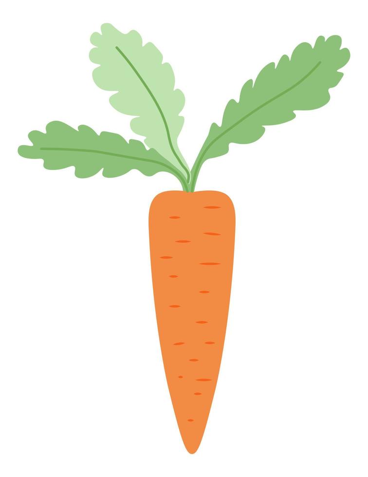Natural and organic carrot with leaves, vegetable vector