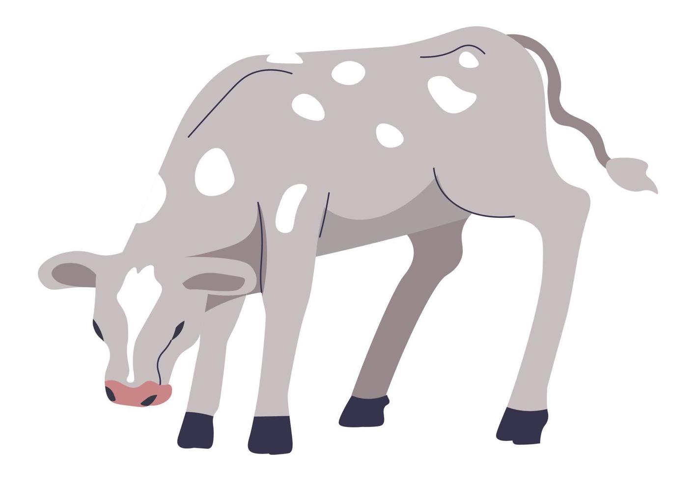 Calf breeding at farm, agriculture cattle growing vector