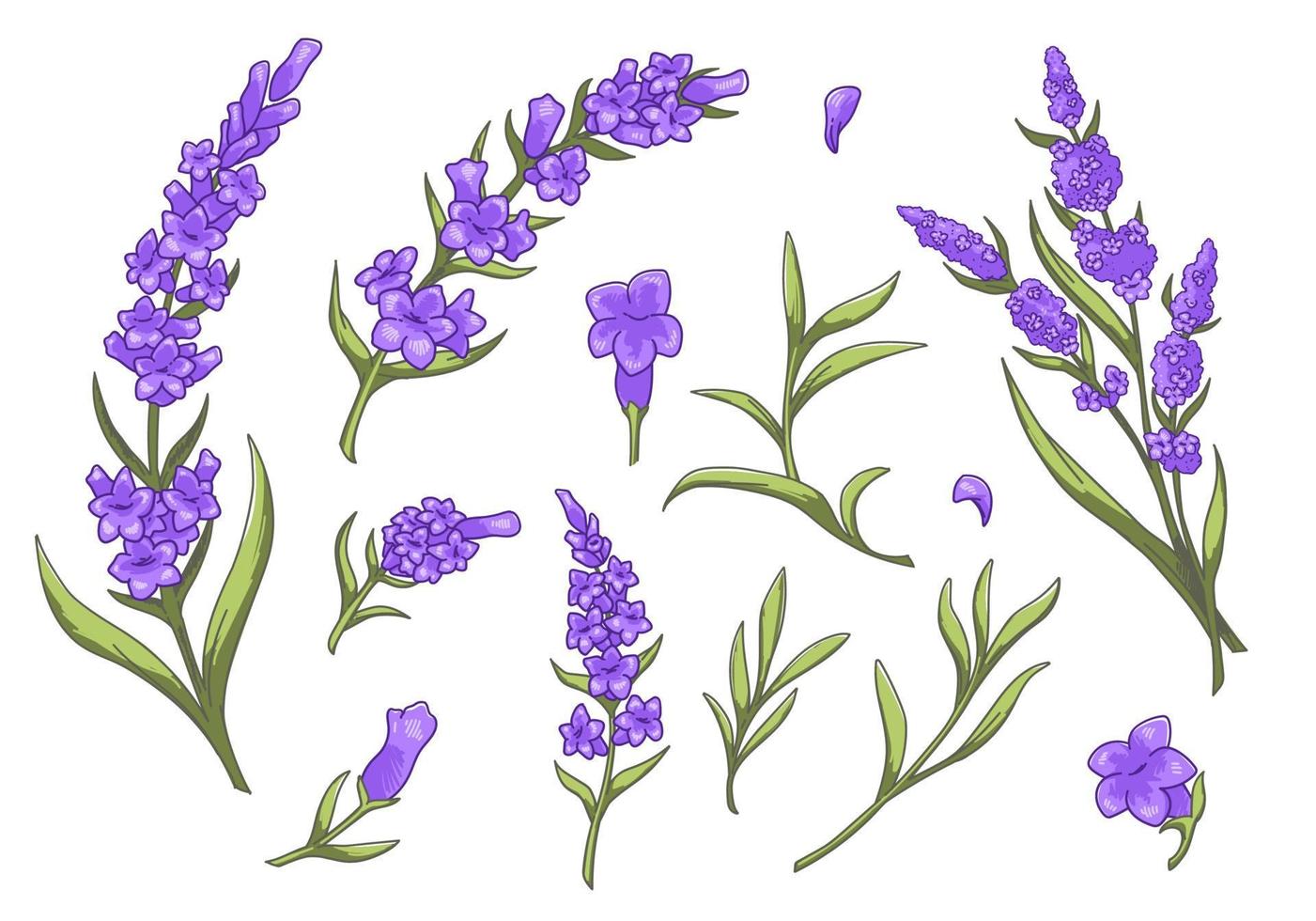 Lavender flowers in blossom, spring botany flora vector