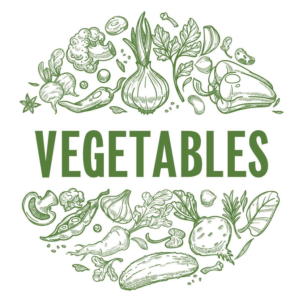 Vegetables fresh greenery and products labels vector