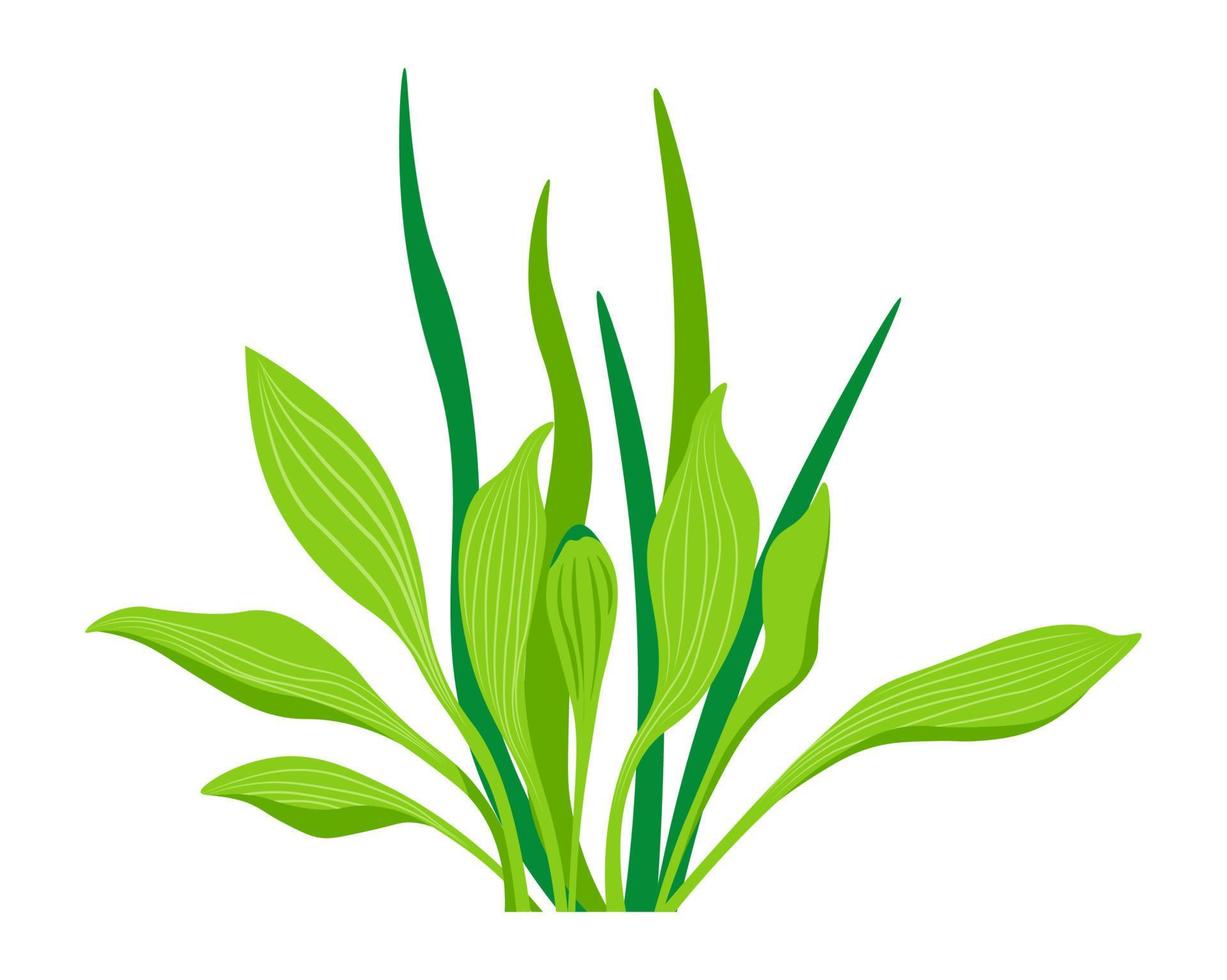 Flower plant with leaves and foliage, flora botany vector