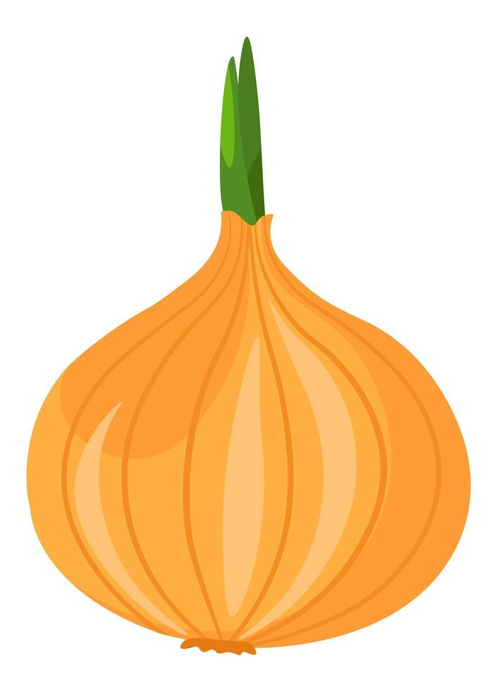 Bulb of unpeeled onion vegetable, organic food vector