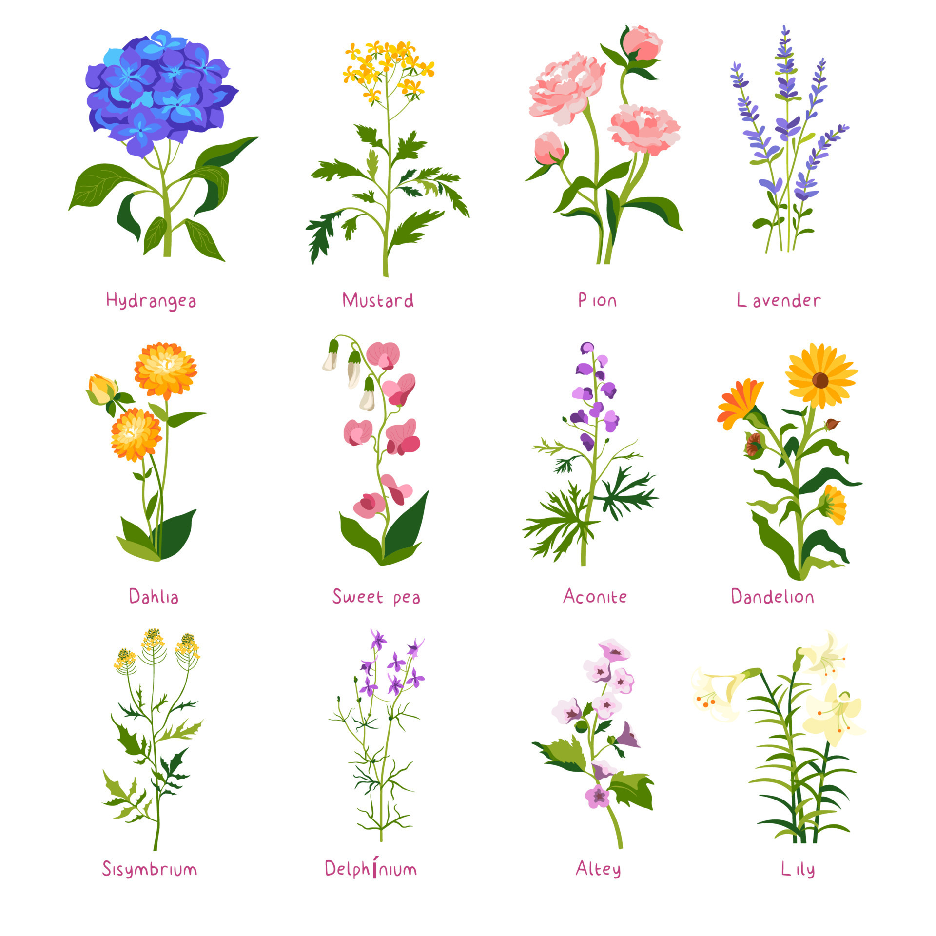 Flower Pictures And Their Names Best Flower Site flower-pictures-and-their-names-best-flower-site