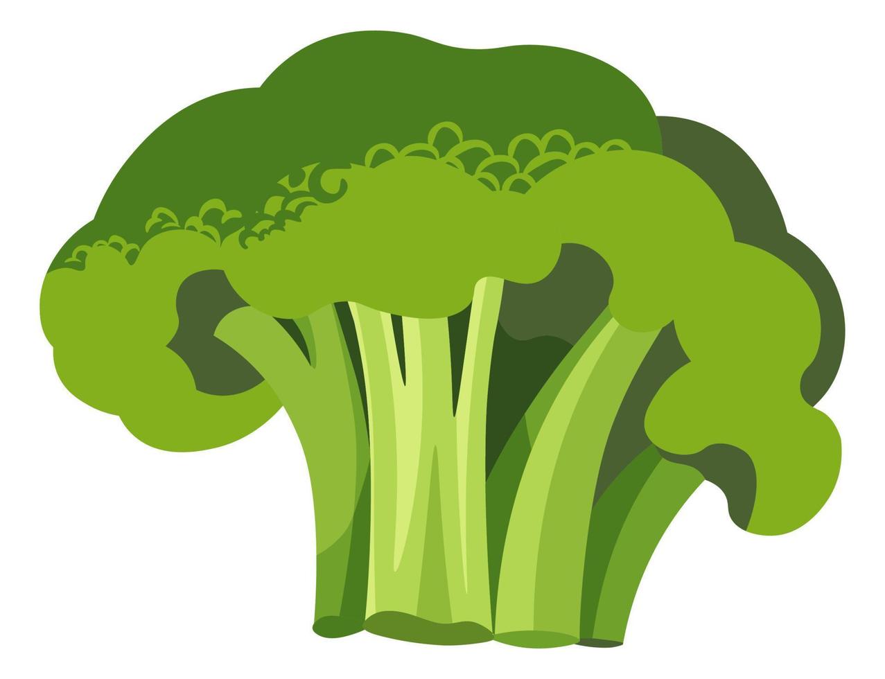 Delicious and healthy food, raw or cooked broccoli vector