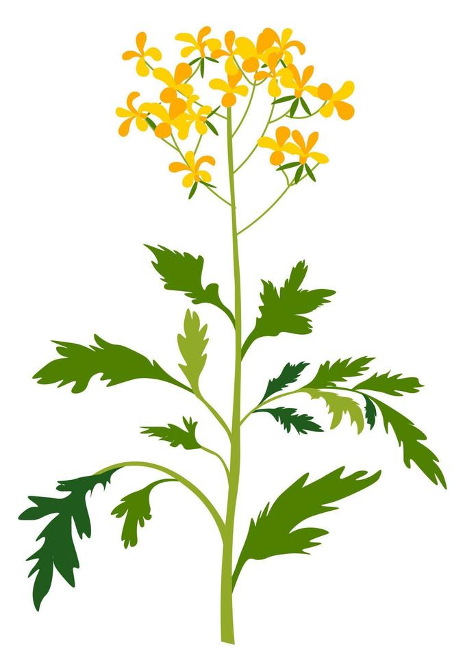 Mustard flower in blossom, blooming plant vector