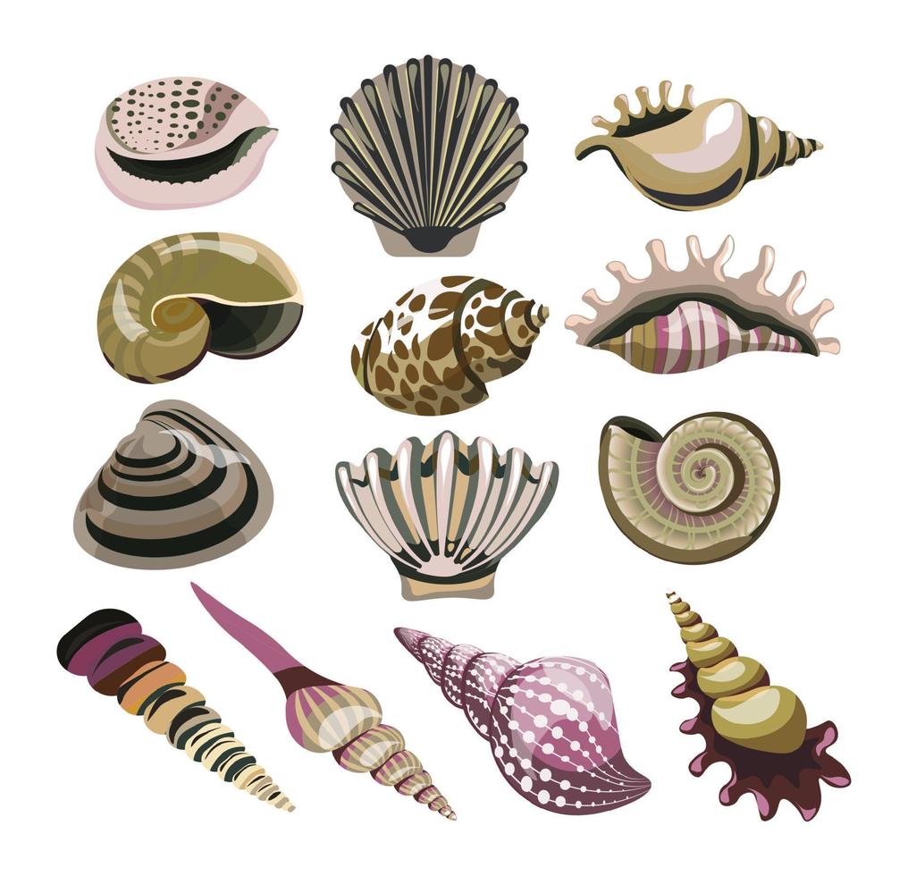 conchas y moluscos, decoración de conchas y conchas marinas vector