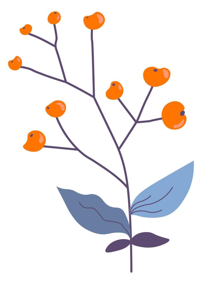 Berries on twigs, floral plant or decorations vector