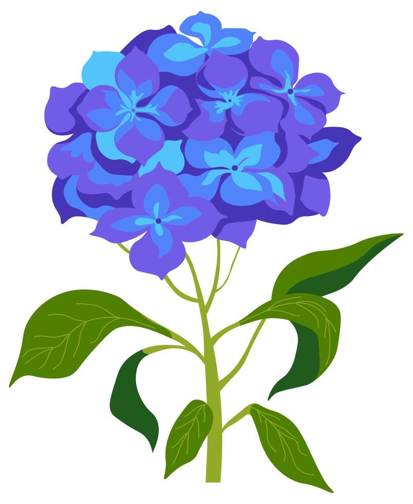 flor de hortensia en flor, flores silvestres de primavera vector