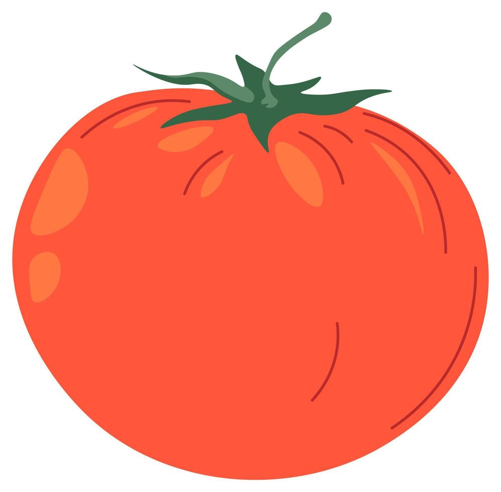 Tomato vegetable, ripe veggies for cooking meal vector