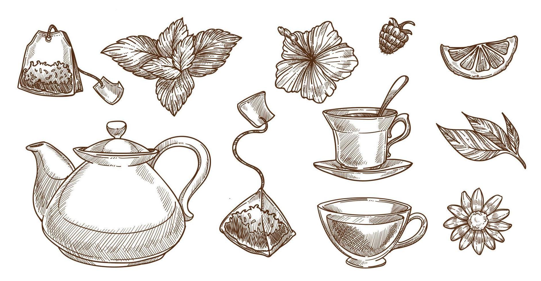 Drinking and brewing tea, herbs and teabag vector