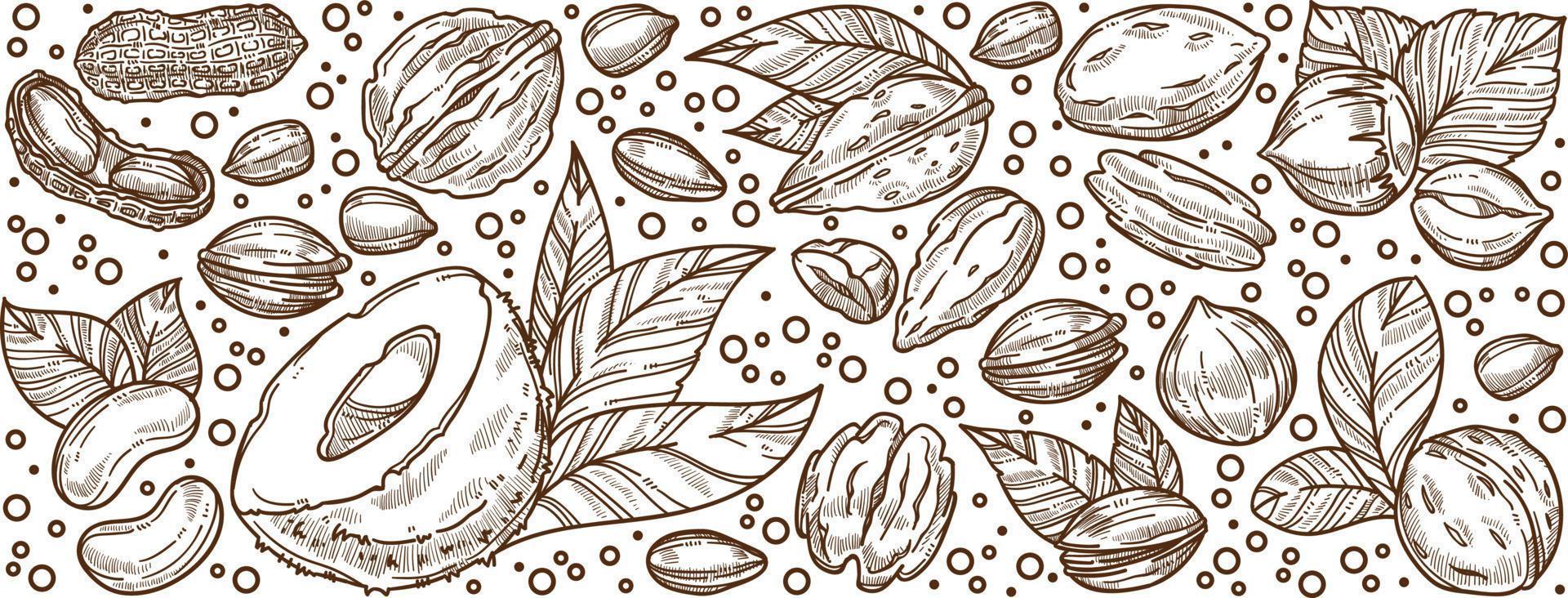 almendras y nueces, pancarta de nutrición y dieta vector