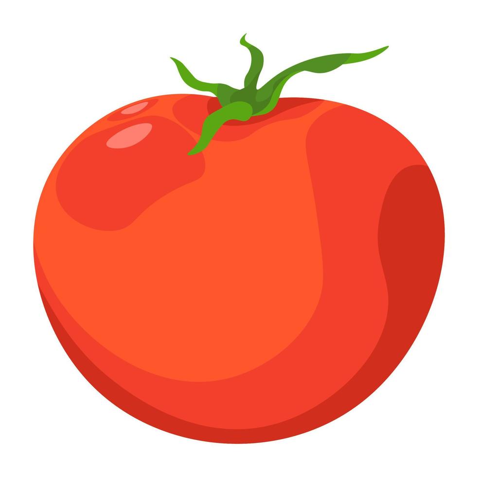 Fresh raw tomato, vegetable natural food vector