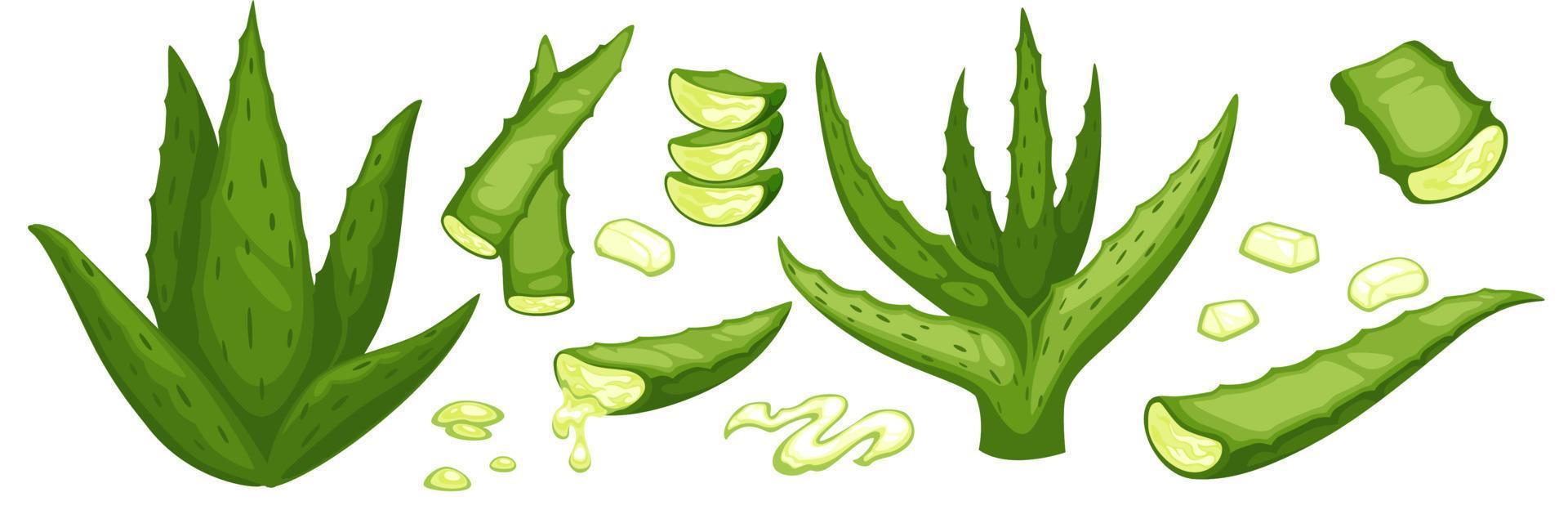 Aloe vera leaves, gel from plant for health vector