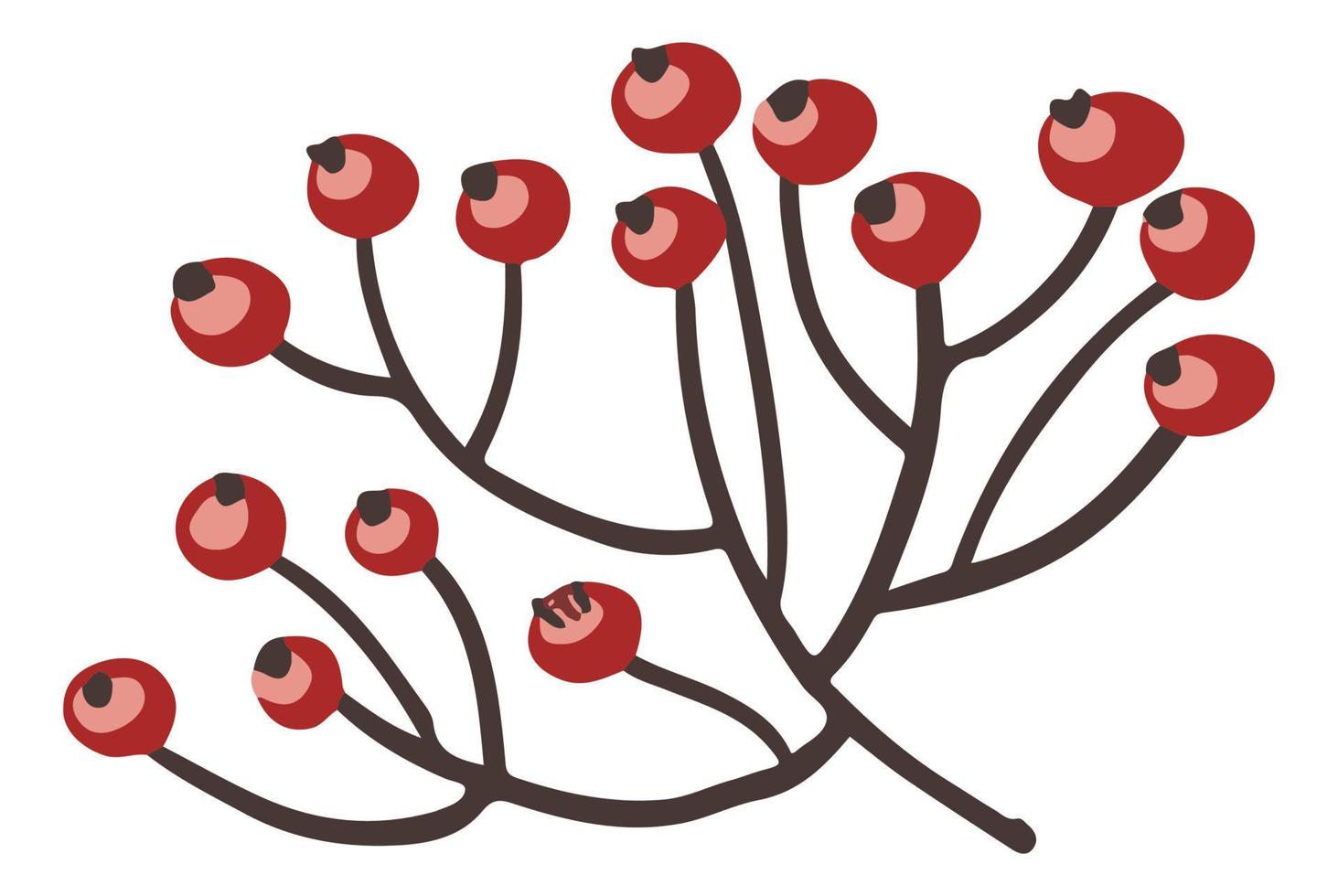 Rosehip or rowanberry, mistletoe berries vector