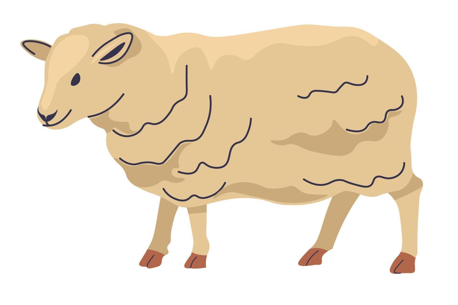 Sheep farm animal, production of wool and meat vector