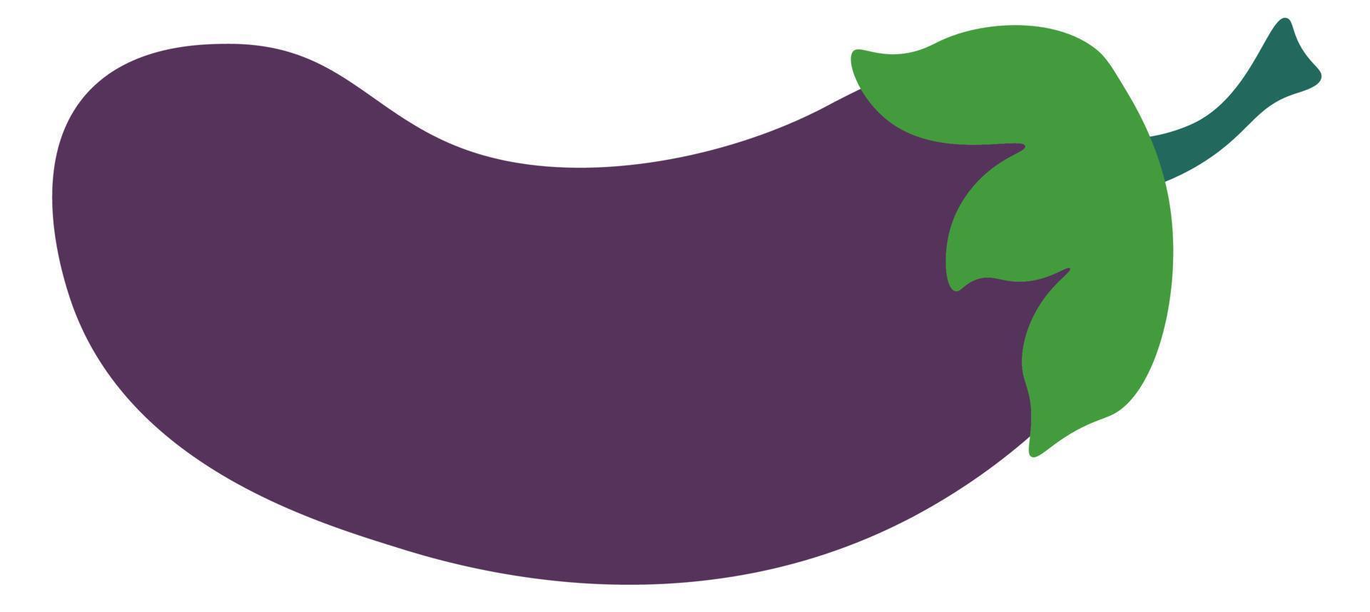 Raw aubergine vegetable, ripe eggplant vector