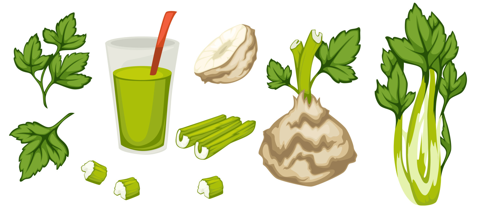 Celery root and stick, smoothie and raw spice 17743338 Vector Art at