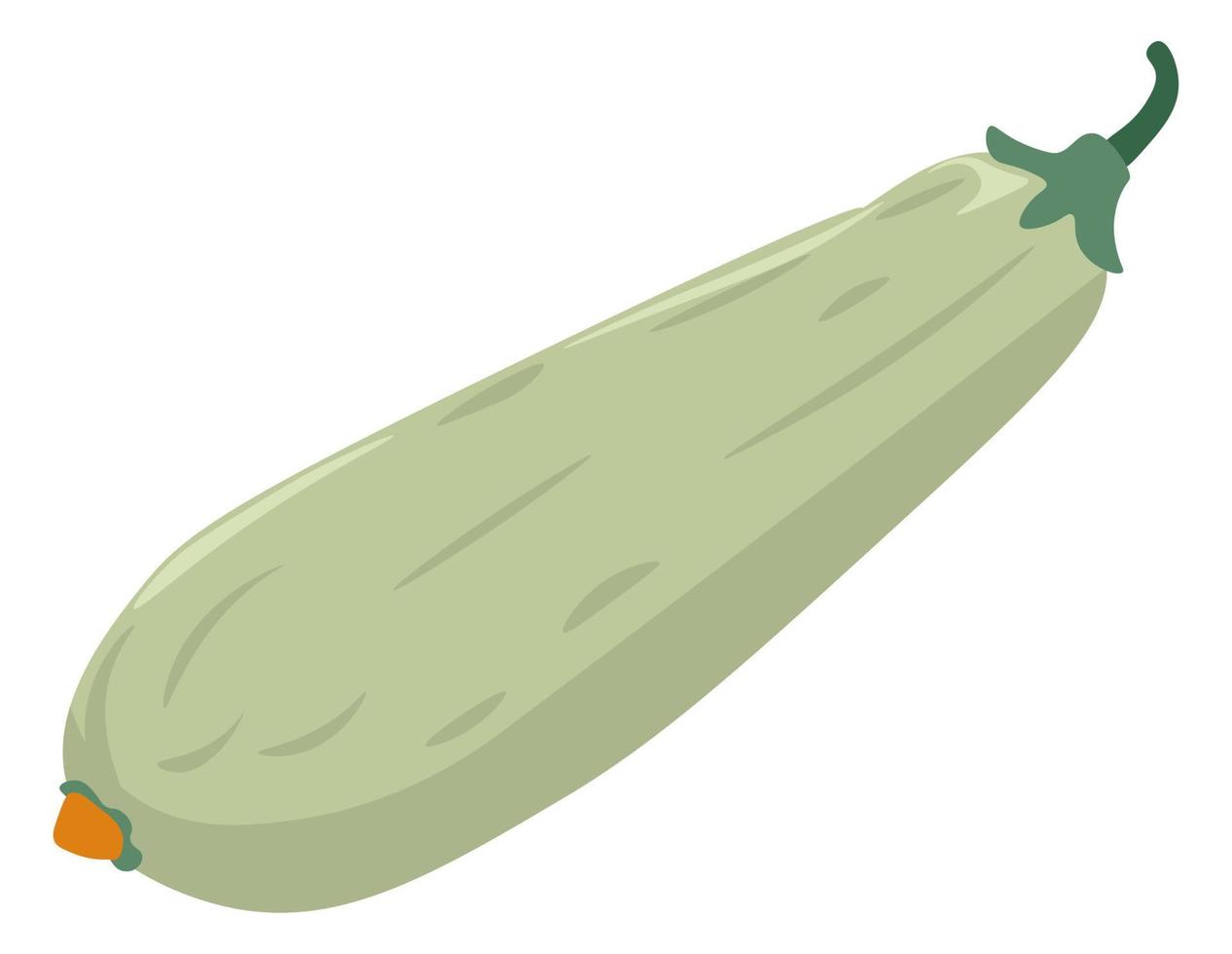 Zucchini vegetable, organic and natural product vector