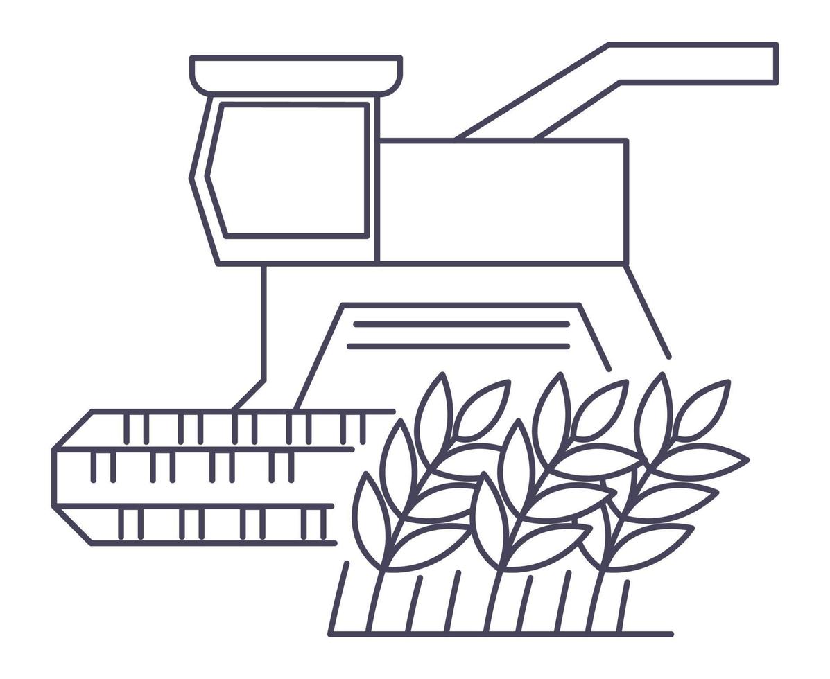 campo de trigo, temporada de cosecha y cultivo vector