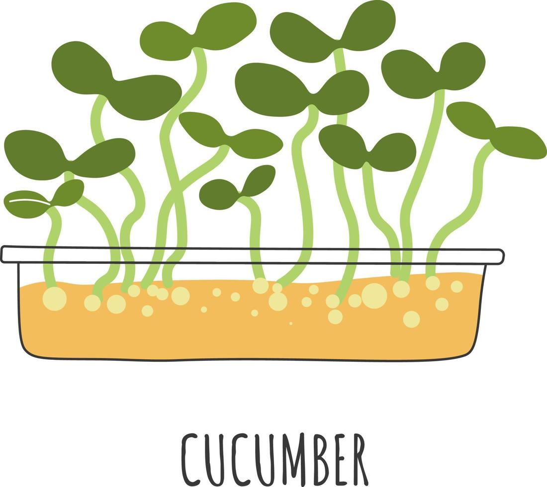 Growing microgreen with unique taste, delicious vegan and vegetarian food, dishes and salads addition. Natural meal, cucumber sprouts greenery. Dieting and healthy nutrition. Vector in flat style