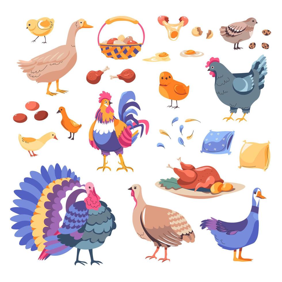 Chicken and turkey, goose and hen, farm animals vector