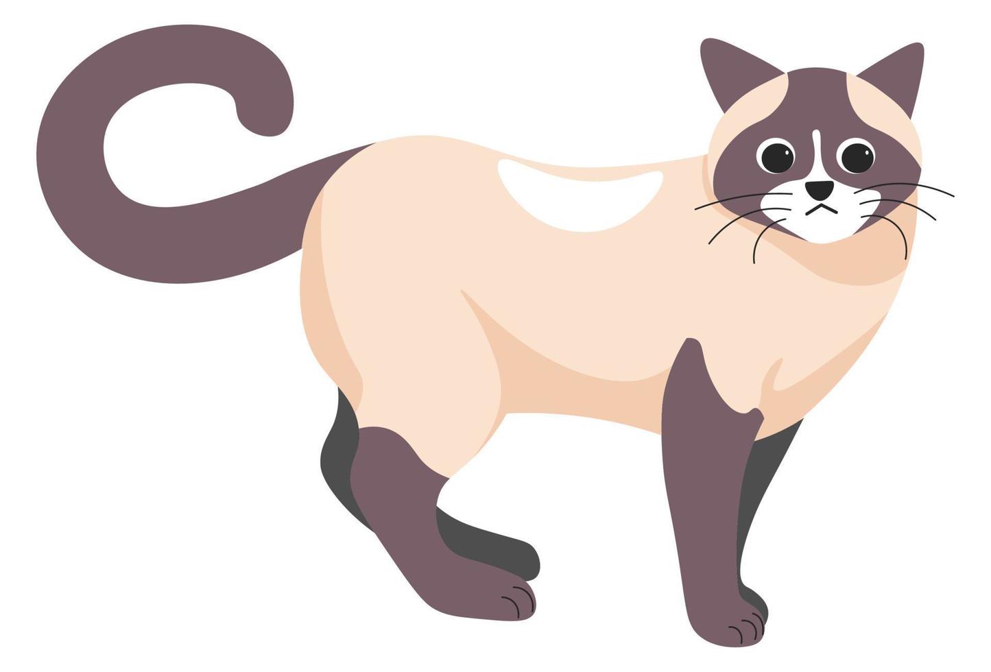 Siamese kitten, feline animal cat domestic pet vector