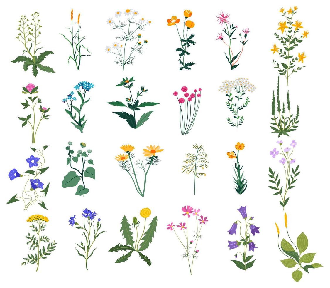 Wildflowers and summer blooming leaves and flora vector