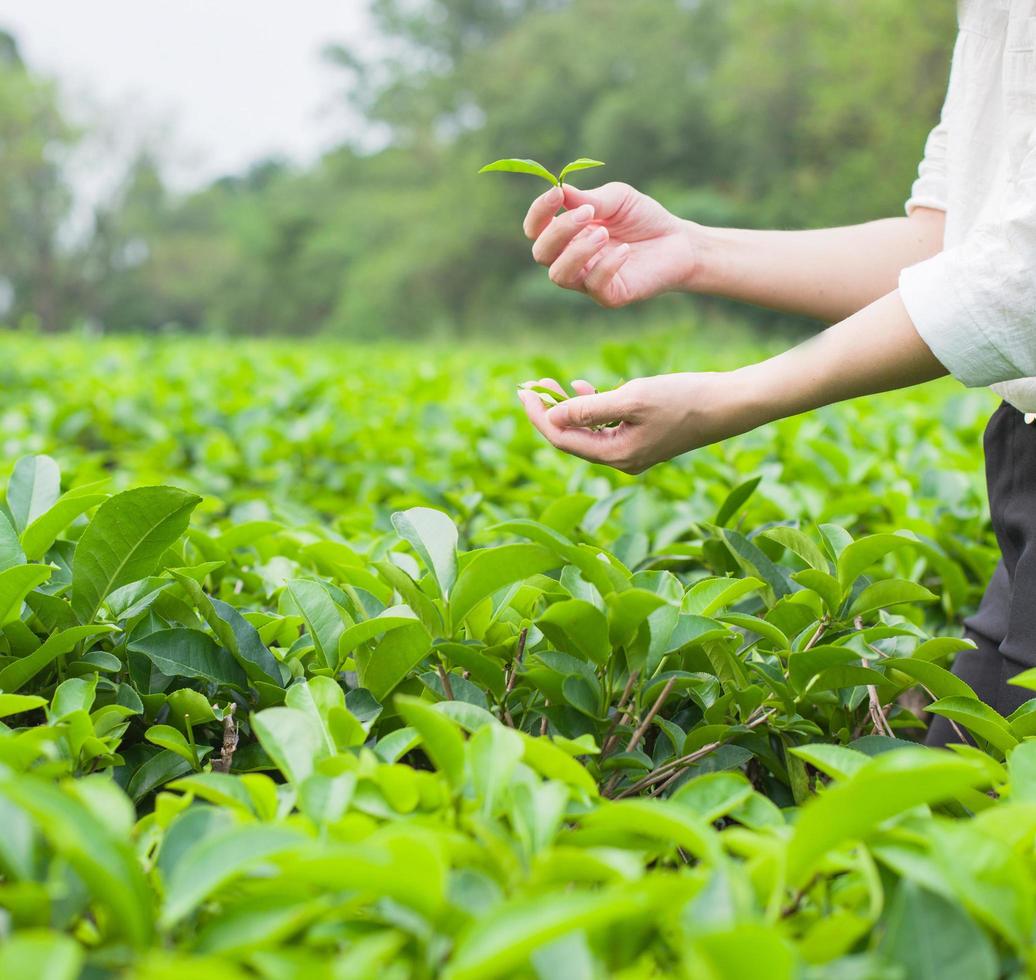 fotografías de la recolección de té en la hoja de té foto