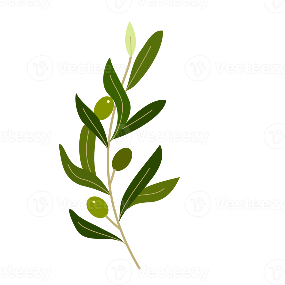 rama de olivo con frutos y hojas 17744441 PNG