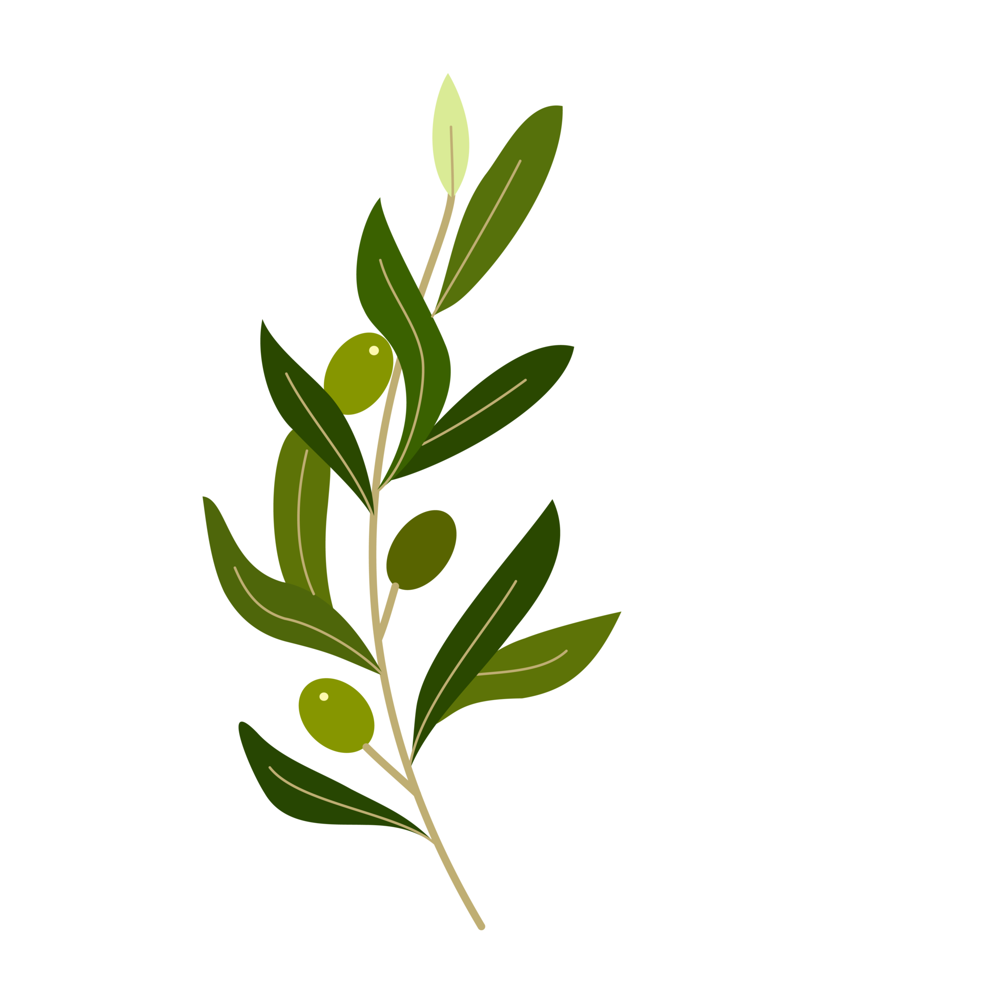 branch of olive with fruit and leaves 17744441 PNG