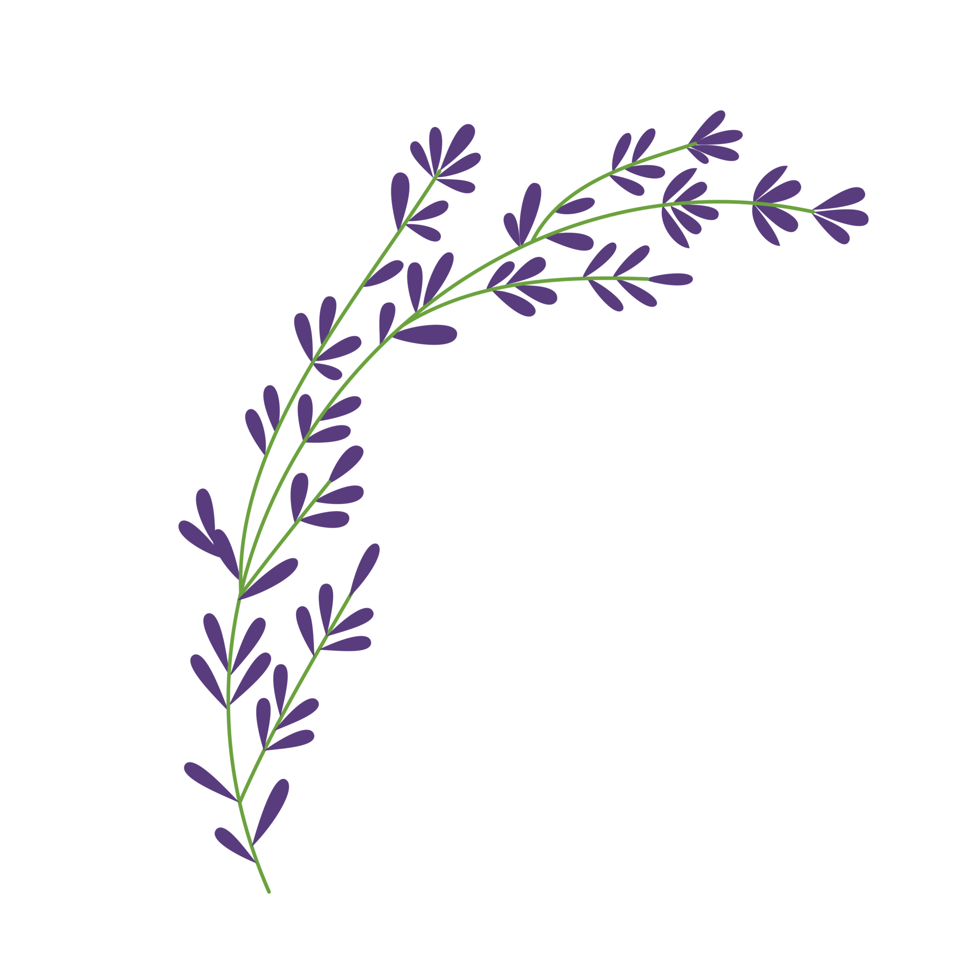 Thyme plant Hand drawn illustration 17744444 PNG