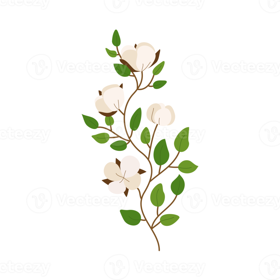 Cotton flower and leaf illustration png