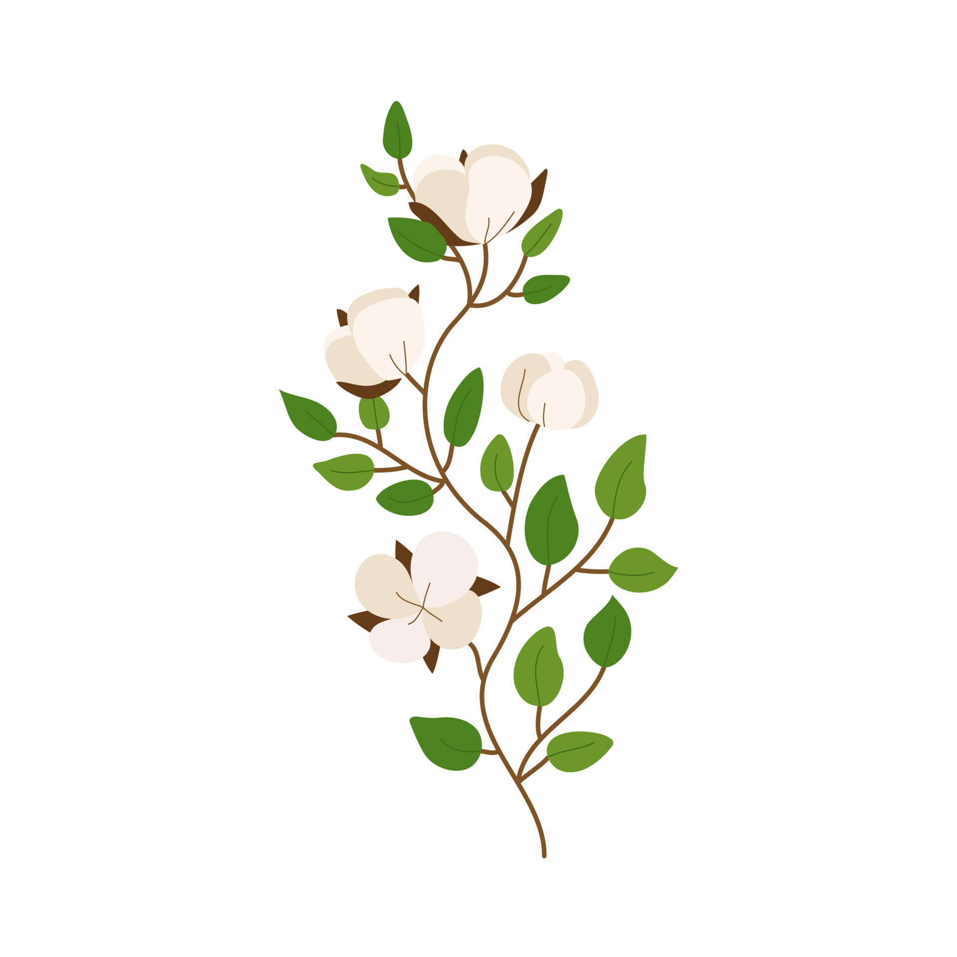 Cotton flower and leaf illustration 17744449 PNG
