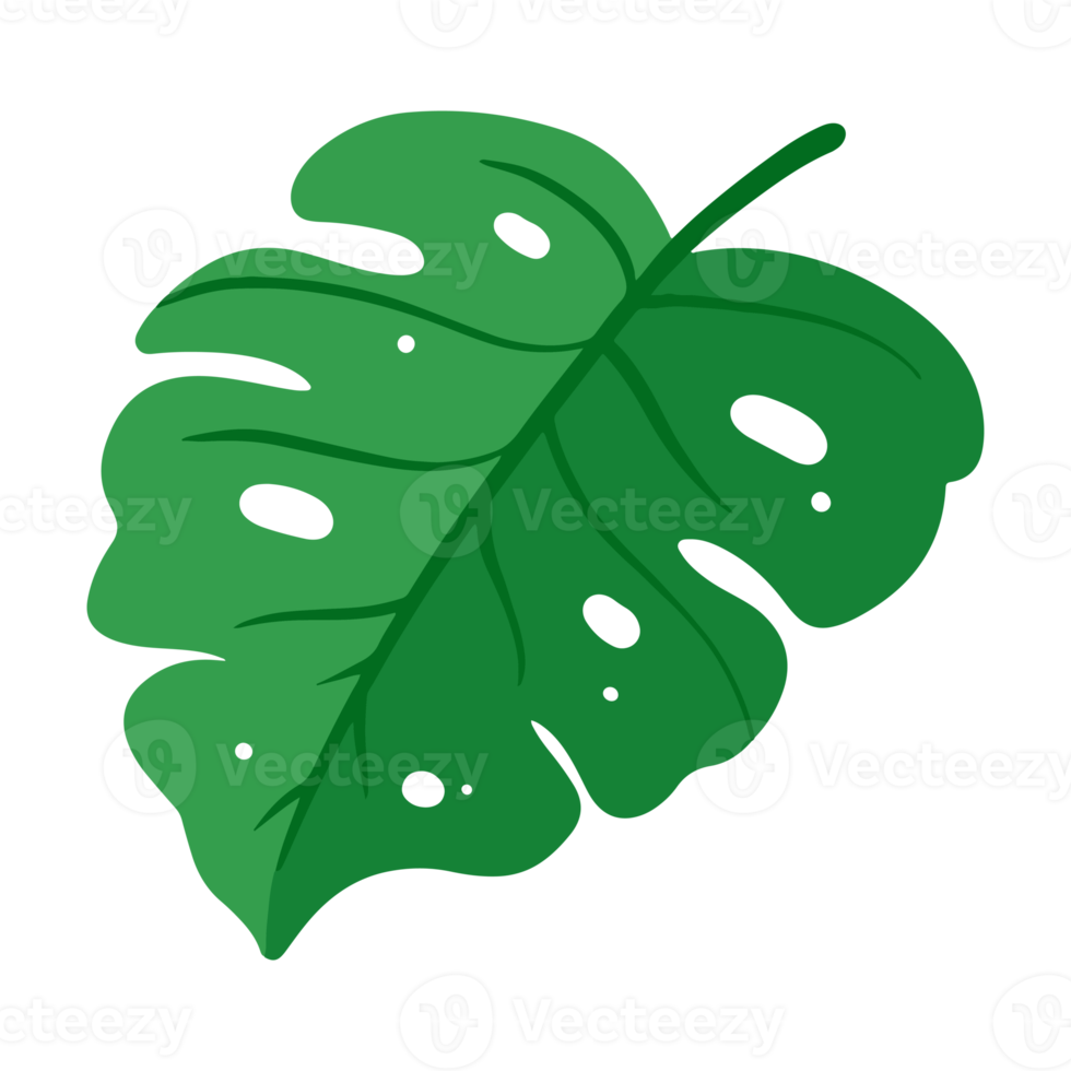 monstera leaf illustration for tropical design element png