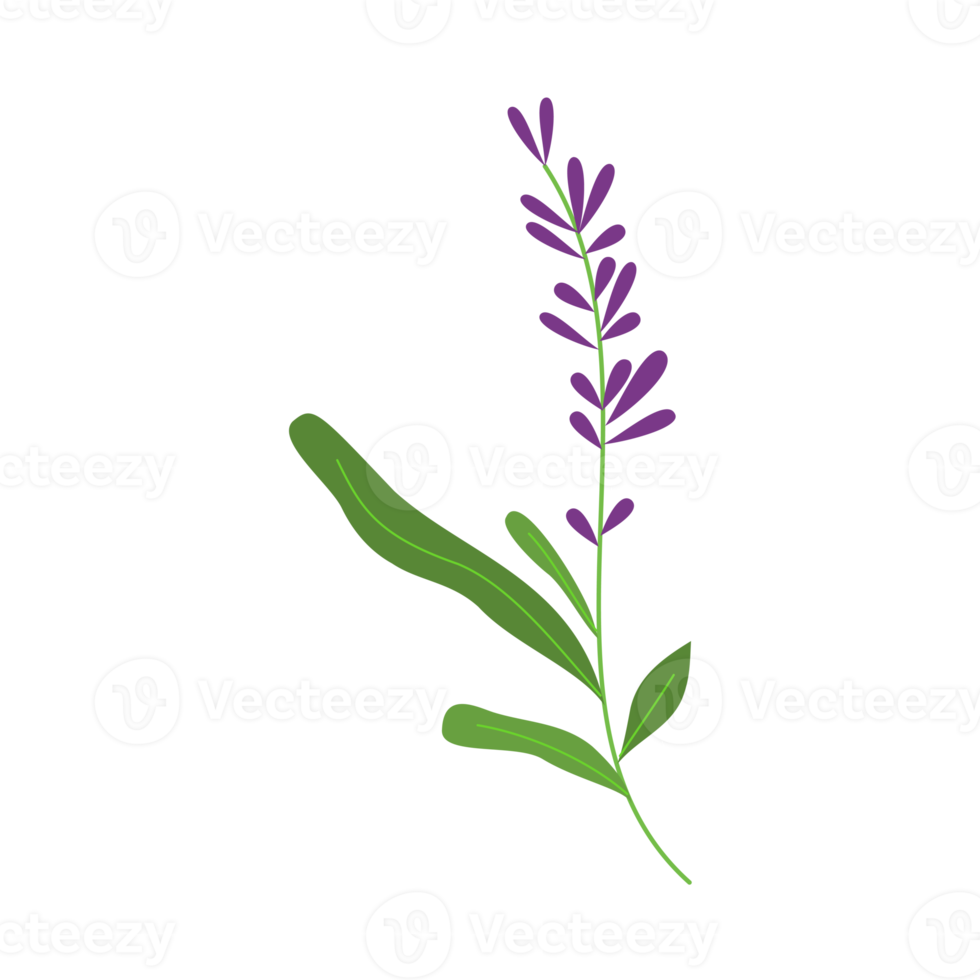 lavendel- blomma illustration för natur design prydnad png