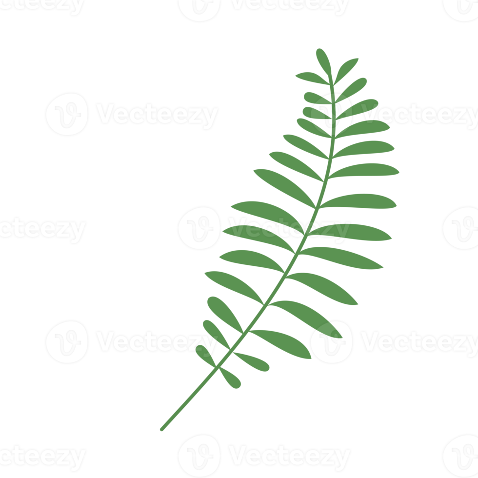 fern leaf isolated for vintage logo and ornament png