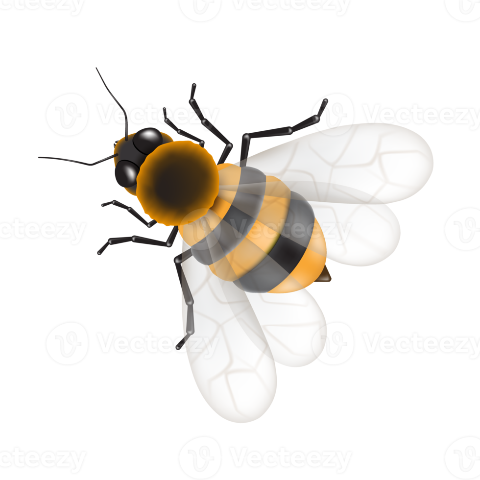 bee spreading its wings png