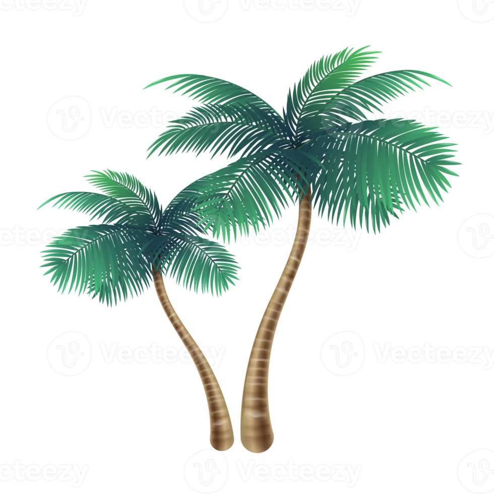 Two coconut trees, small and large. png